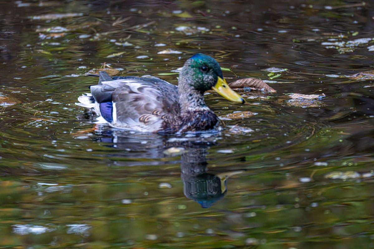 Mallard - ML643004860