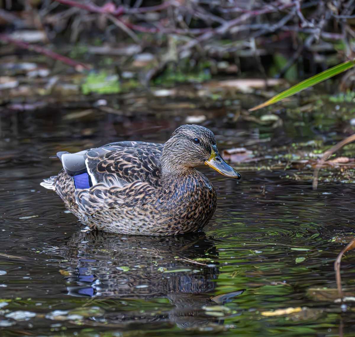 Mallard - ML643004861