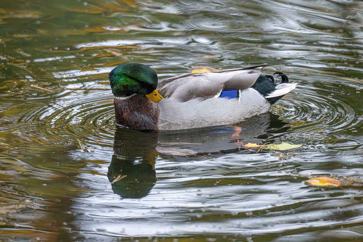 Mallard - ML643004862