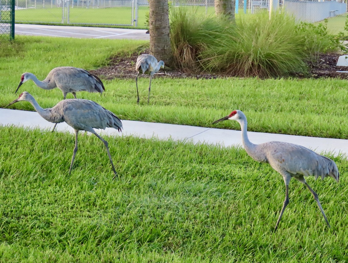 Sandhill Crane - ML643004864