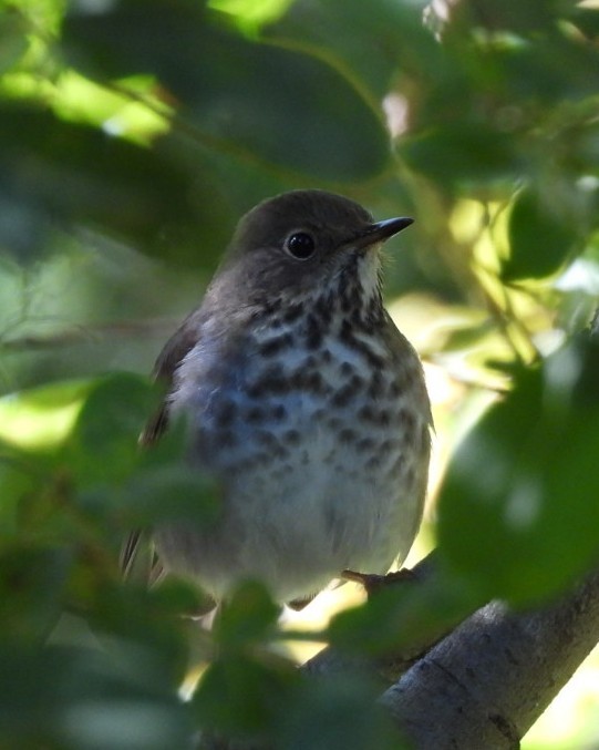 Hermit Thrush - ML643004865