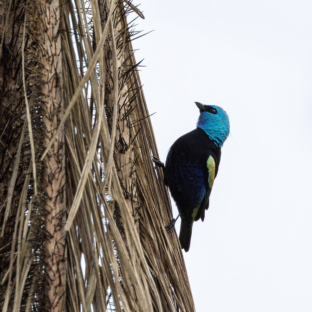 Blue-necked Tanager - ML643004866