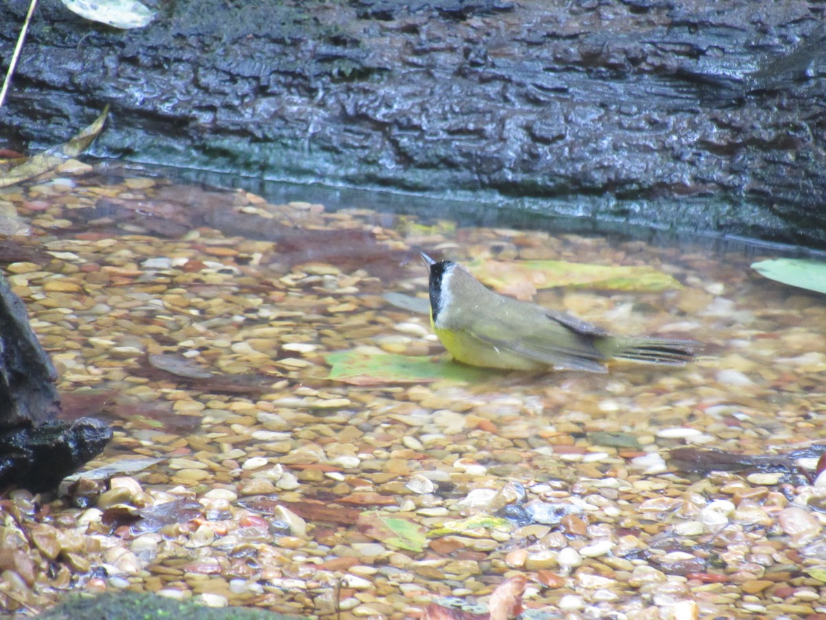 Common Yellowthroat - ML643004867