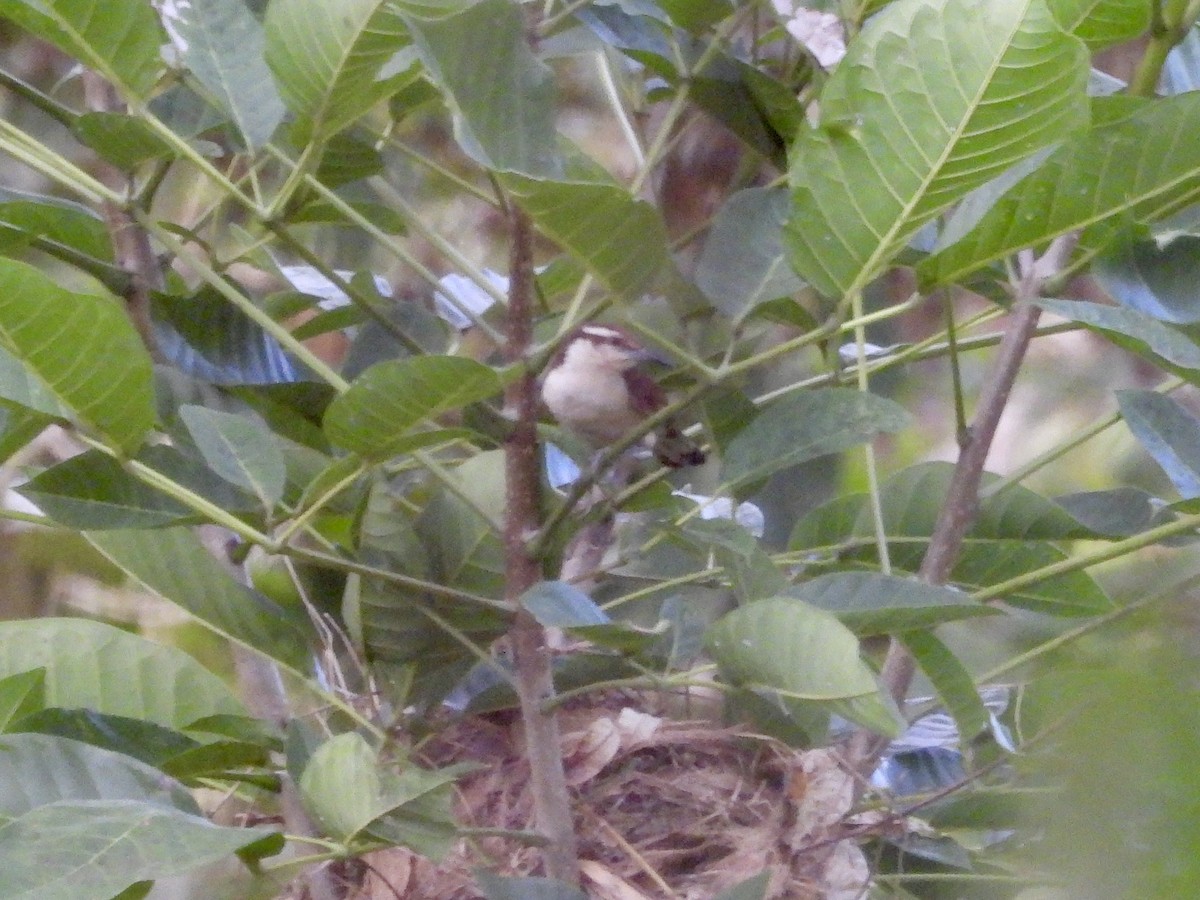 Bicolored Wren - ML643004873