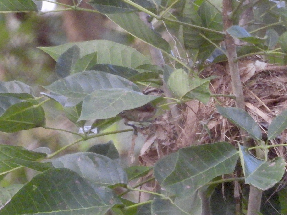 Bicolored Wren - ML643004874