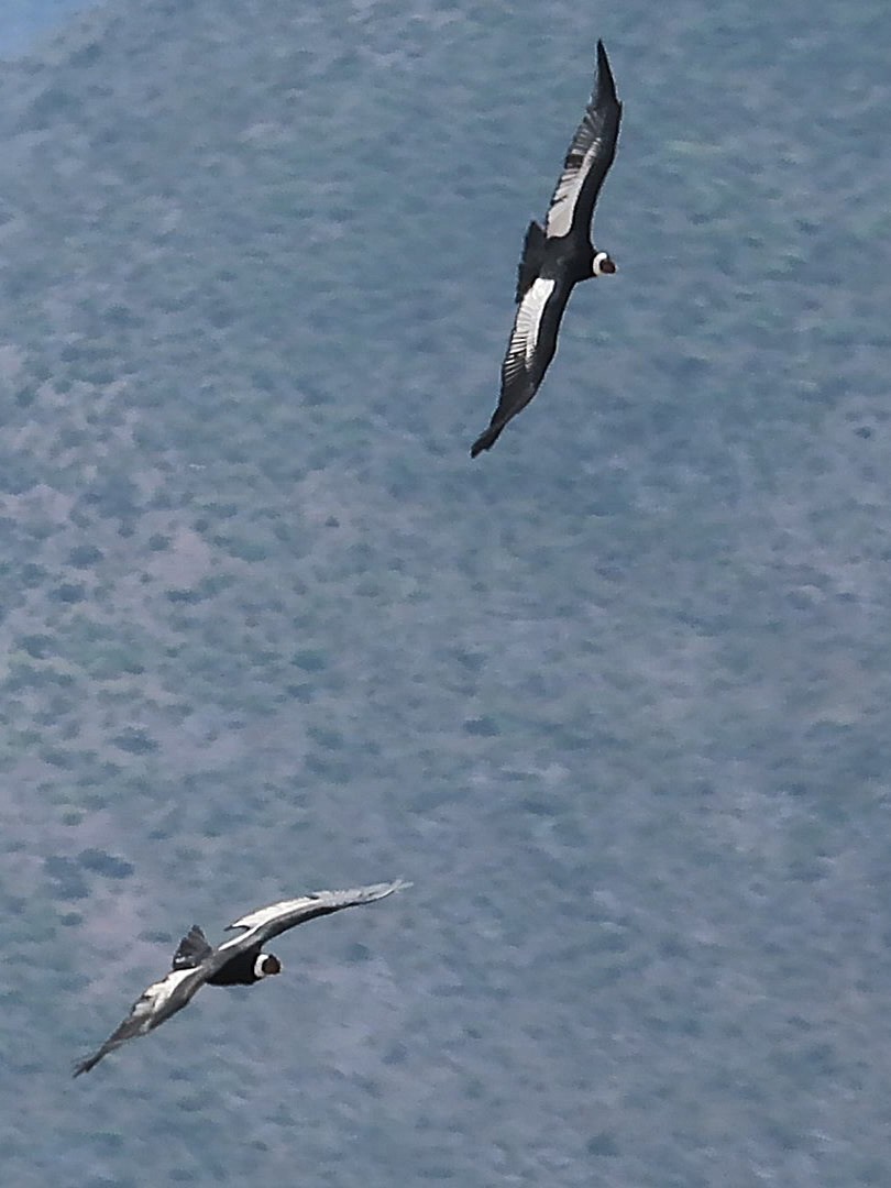Andean Condor - ML643004903