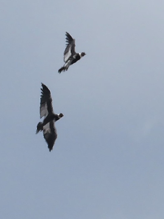 Andean Condor - ML643004904