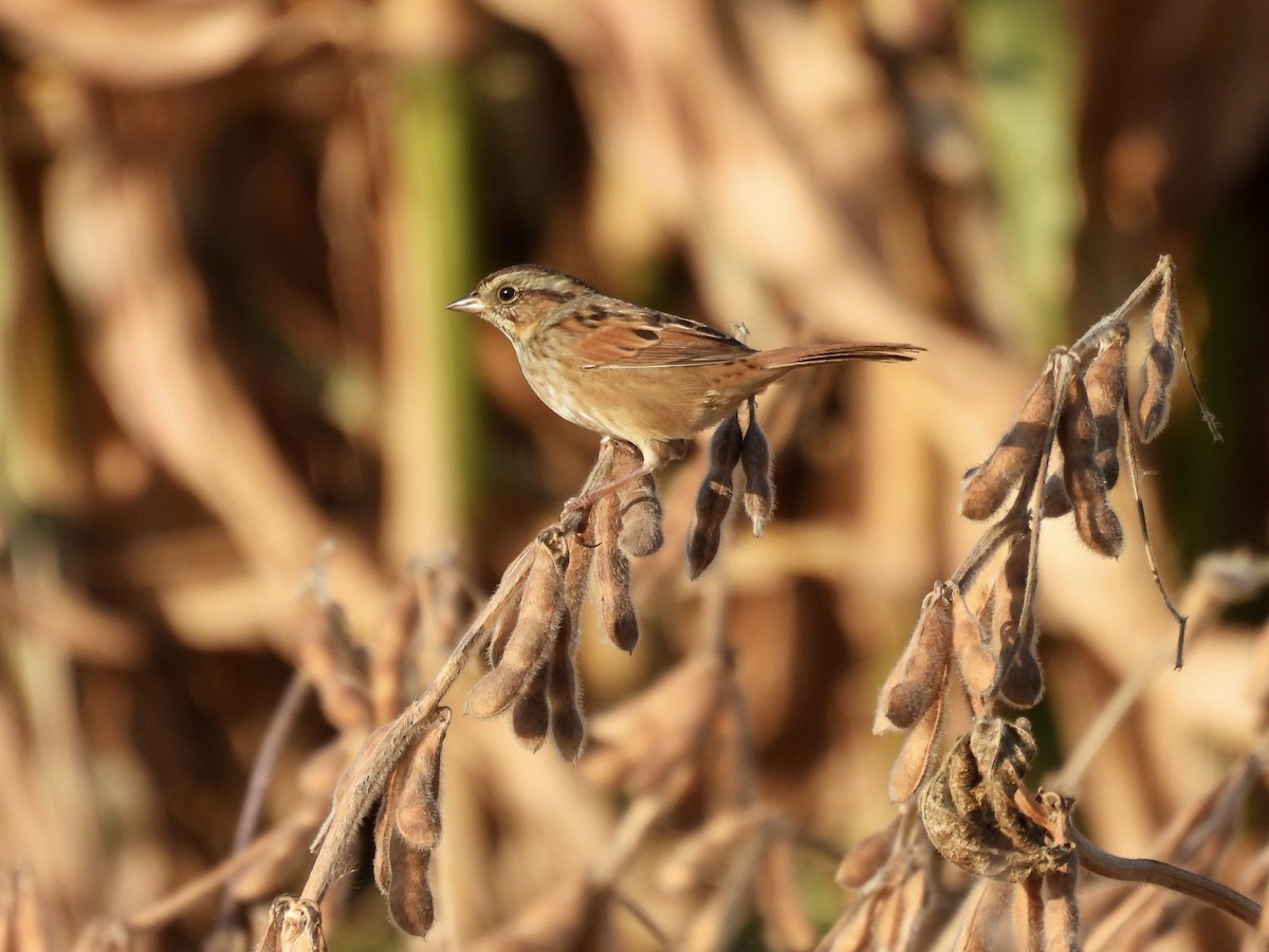 Swamp Sparrow - ML643004907