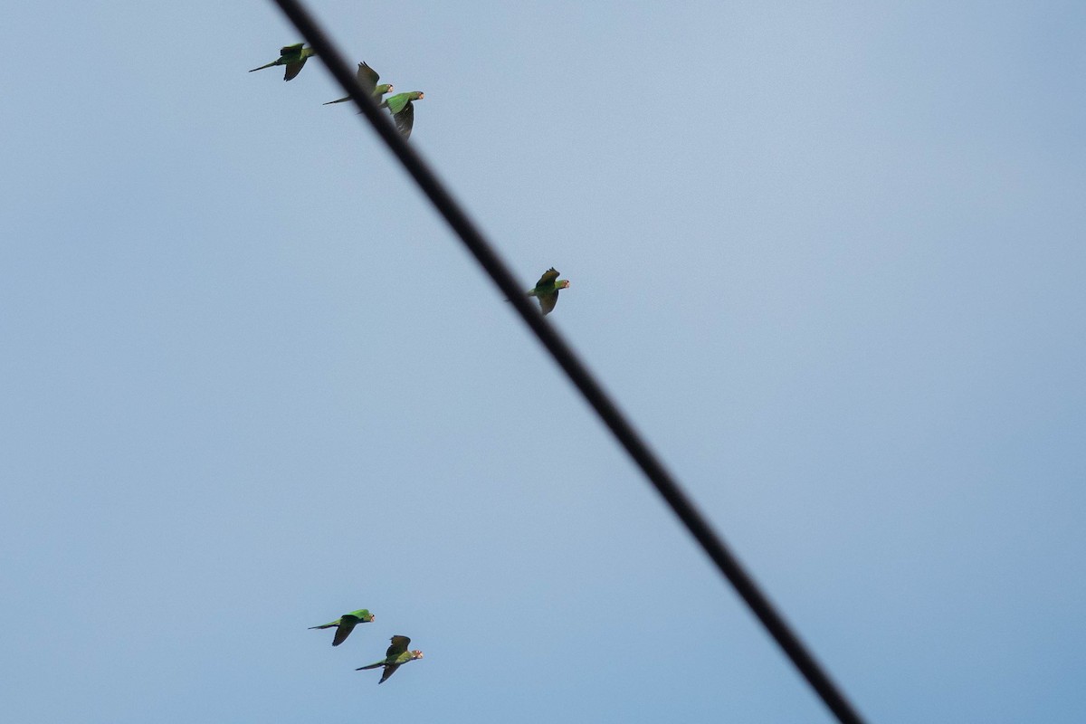 Conure mitrée - ML643004957