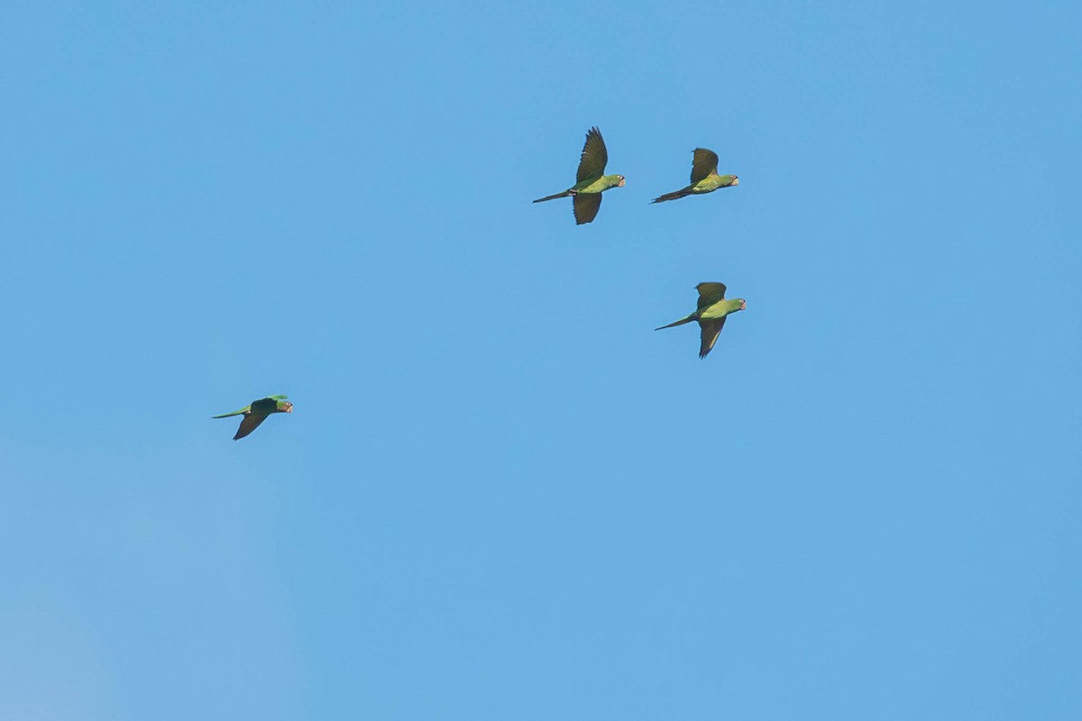 Conure mitrée - ML643004958