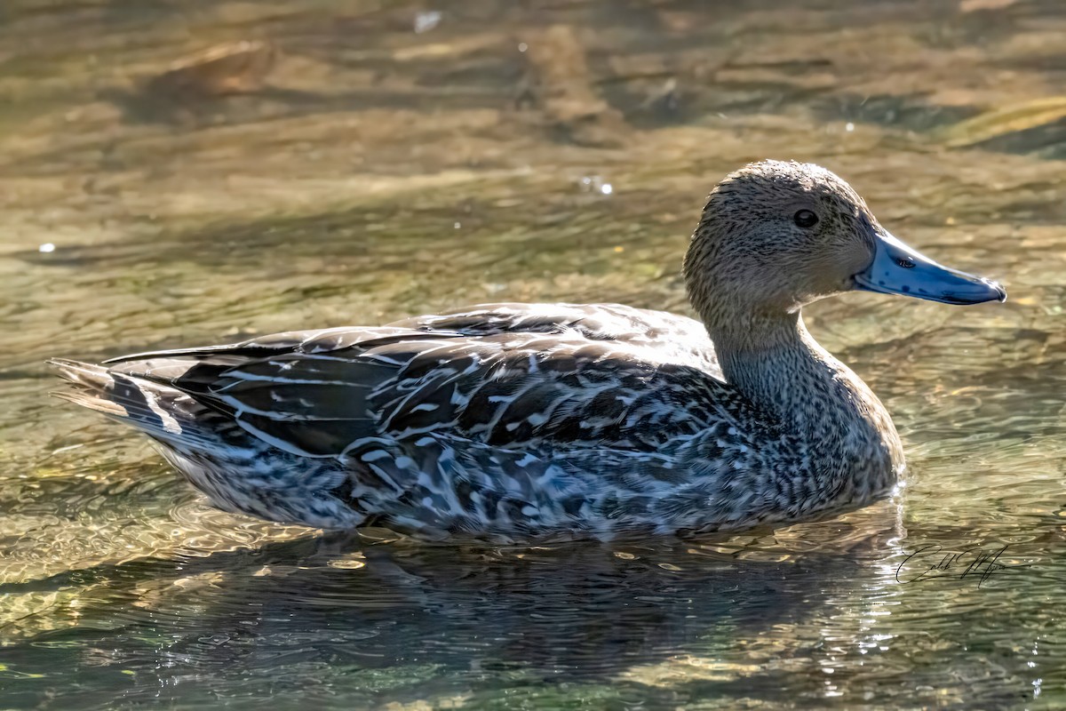 Canard pilet - ML643004959