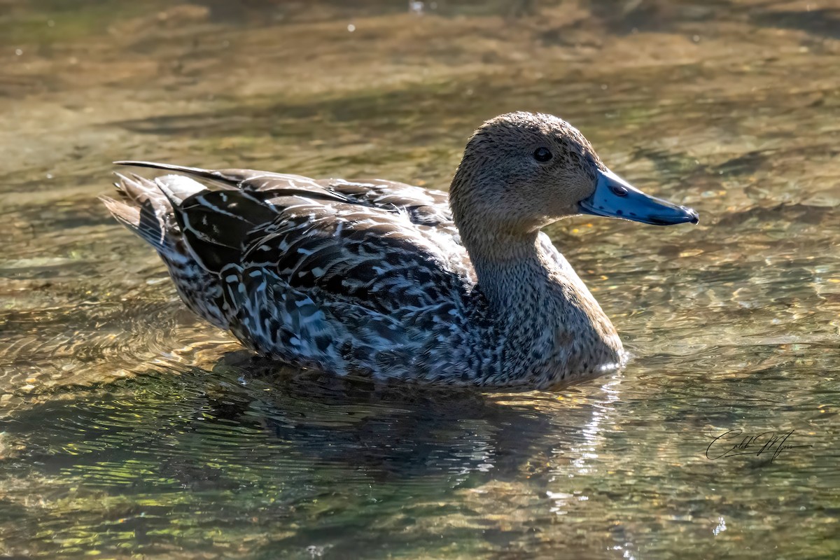 Canard pilet - ML643004960