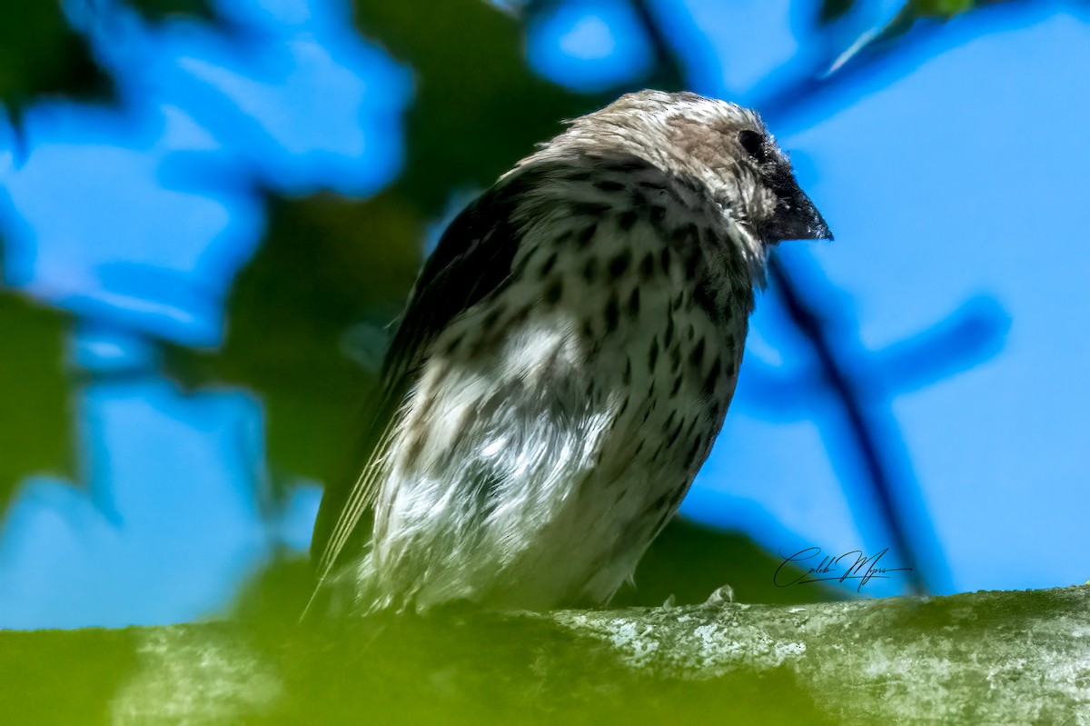Roselin pourpré - ML643004976