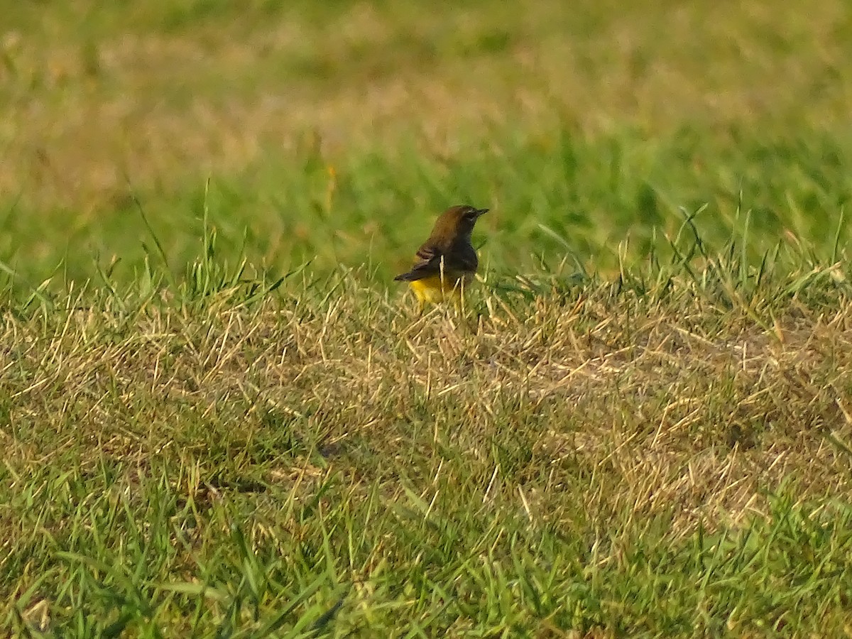 Paruline à couronne rousse - ML643004977