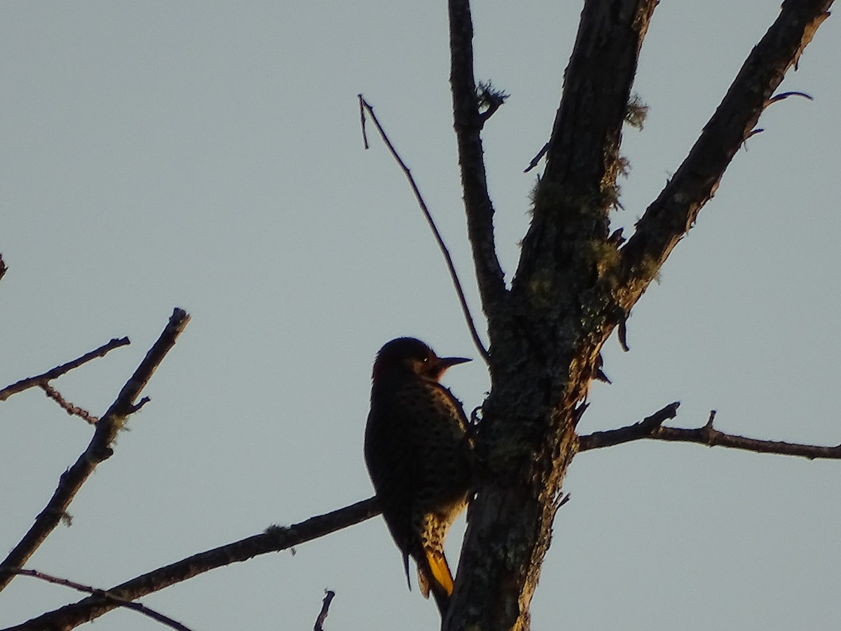 Northern Flicker - ML643004988