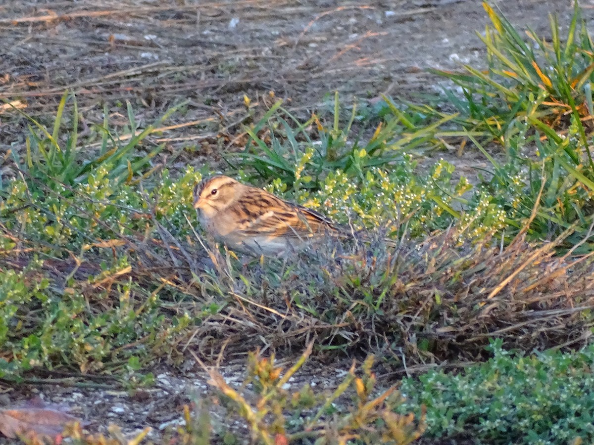 Chipping Sparrow - ML643005008