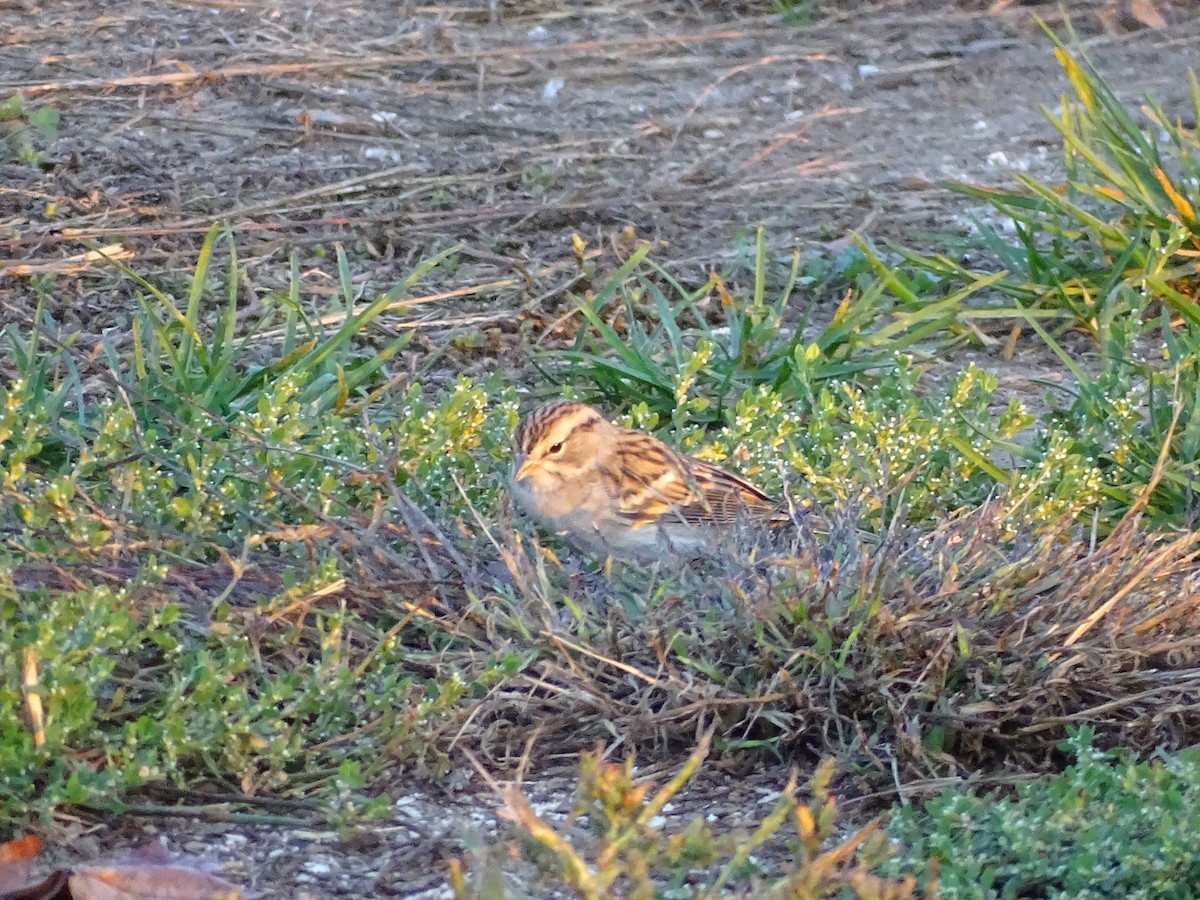 Chipping Sparrow - ML643005010