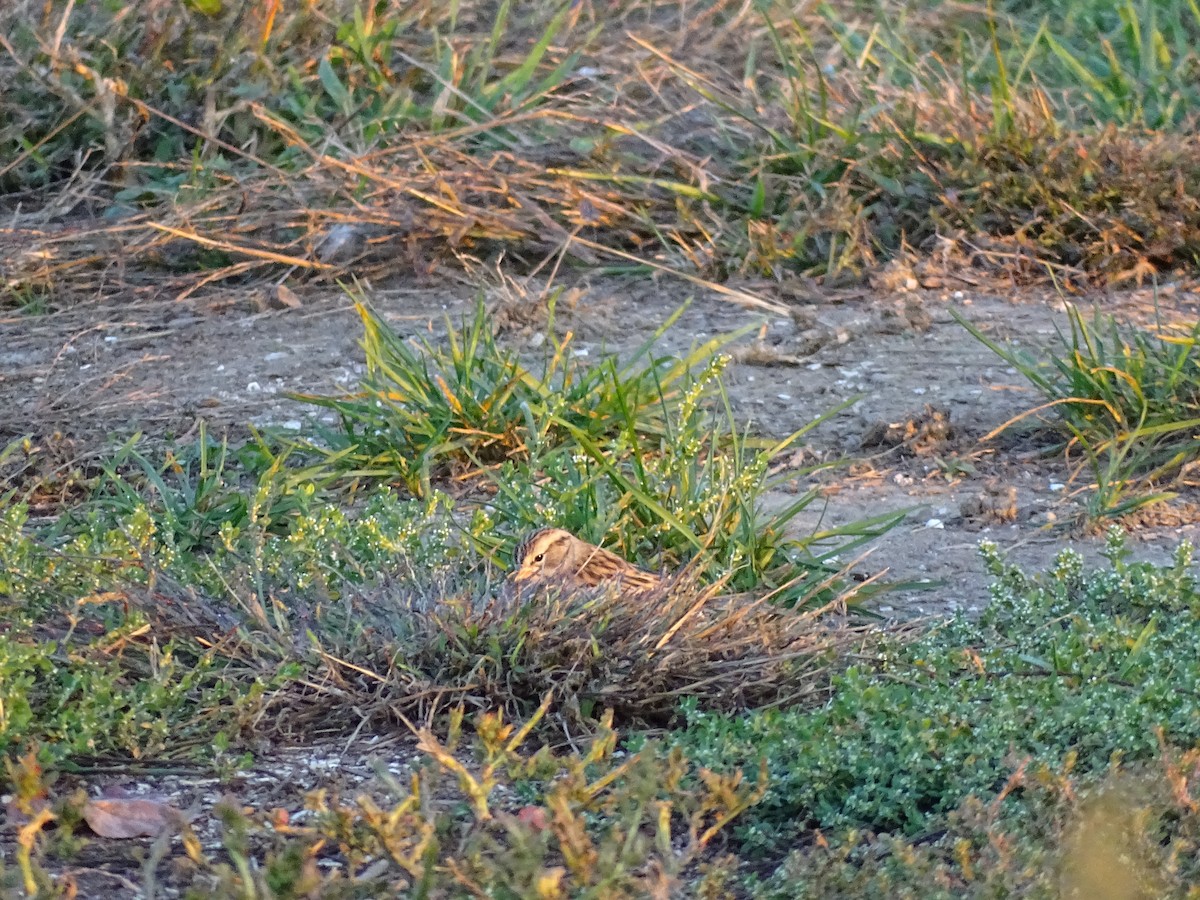 Chipping Sparrow - ML643005012
