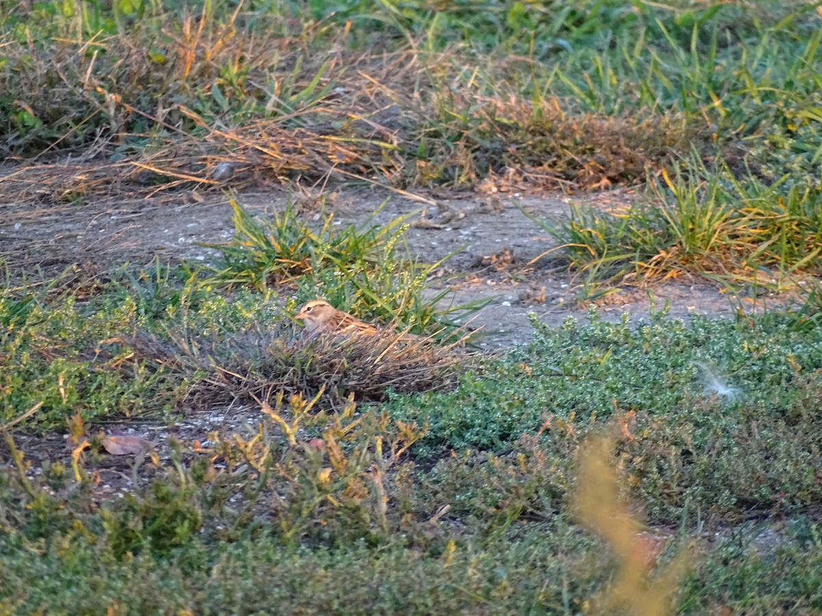 Chipping Sparrow - ML643005013