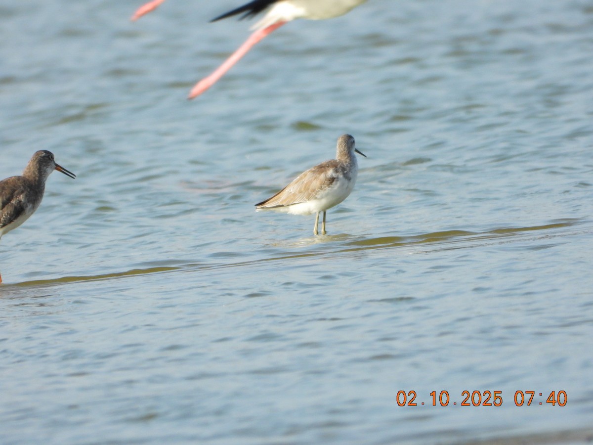 Marsh Sandpiper - ML643005015