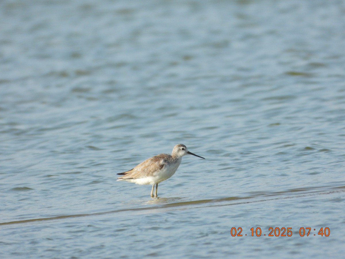 Marsh Sandpiper - ML643005016