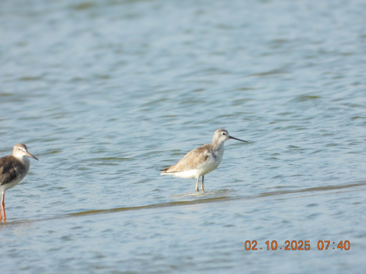 Marsh Sandpiper - ML643005017