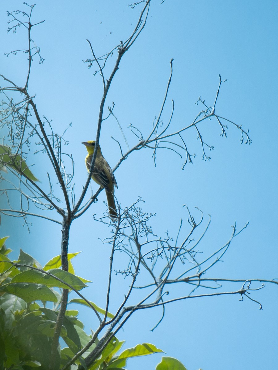 Orchard Oriole - ML643005018