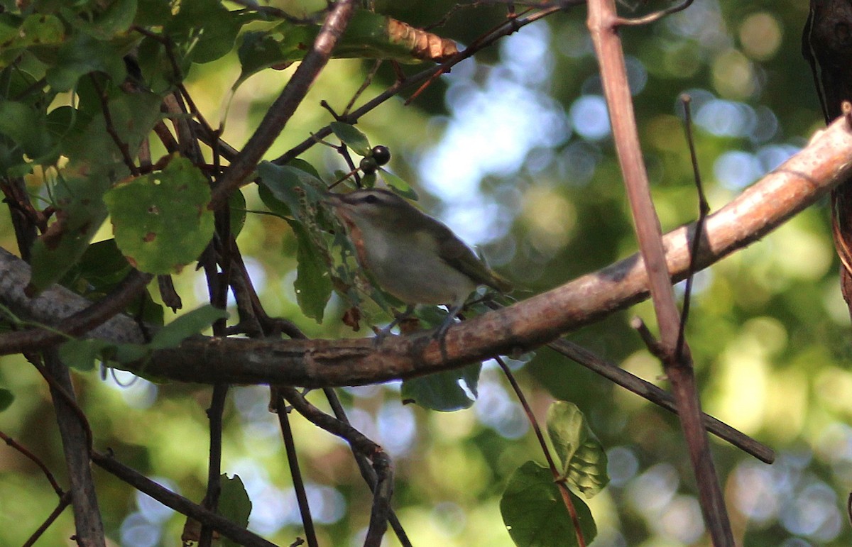 וידאו אדום-עין - ML643005035