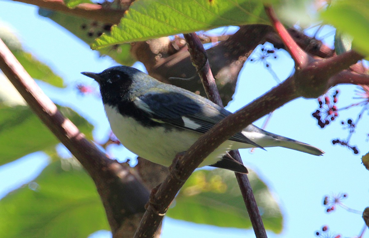 סבכון שחור-גרון - ML643005038