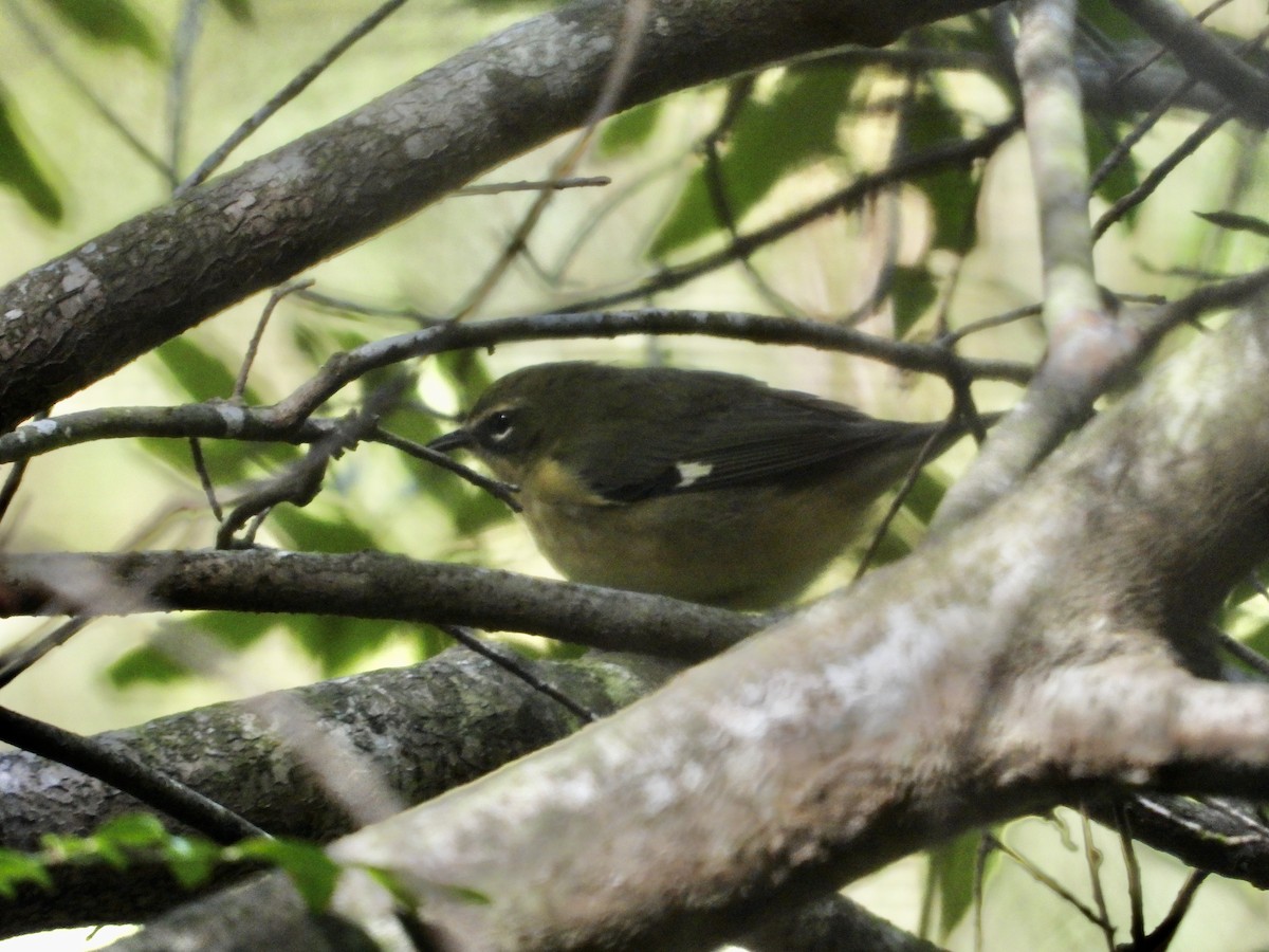 Black-throated Blue Warbler - ML643005064