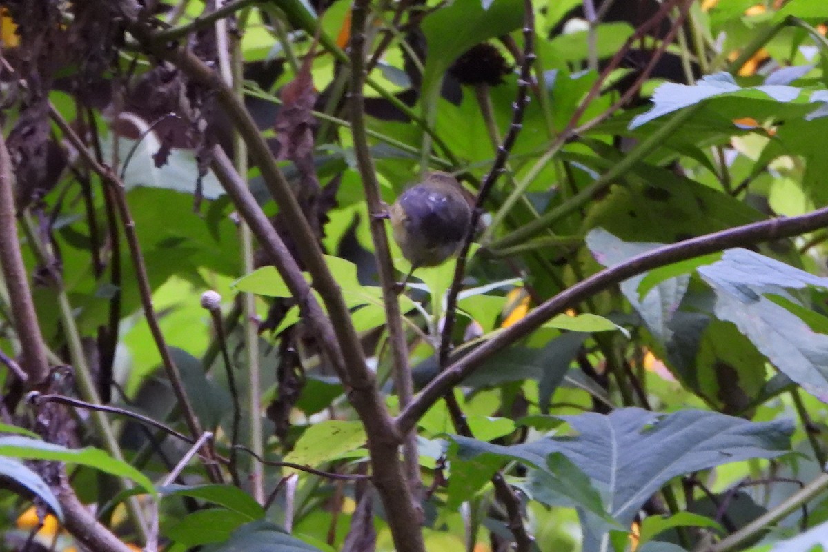 White-winged Tanager - ML643005070