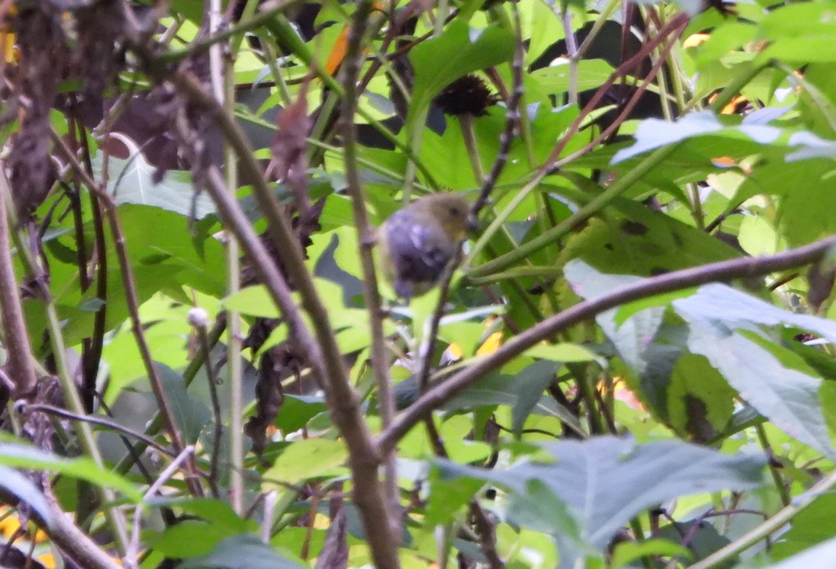 White-winged Tanager - ML643005071