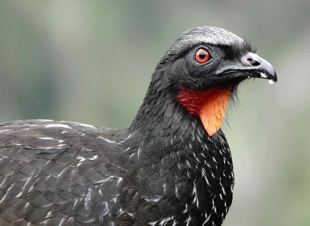 Dusky-legged Guan - ML643005103