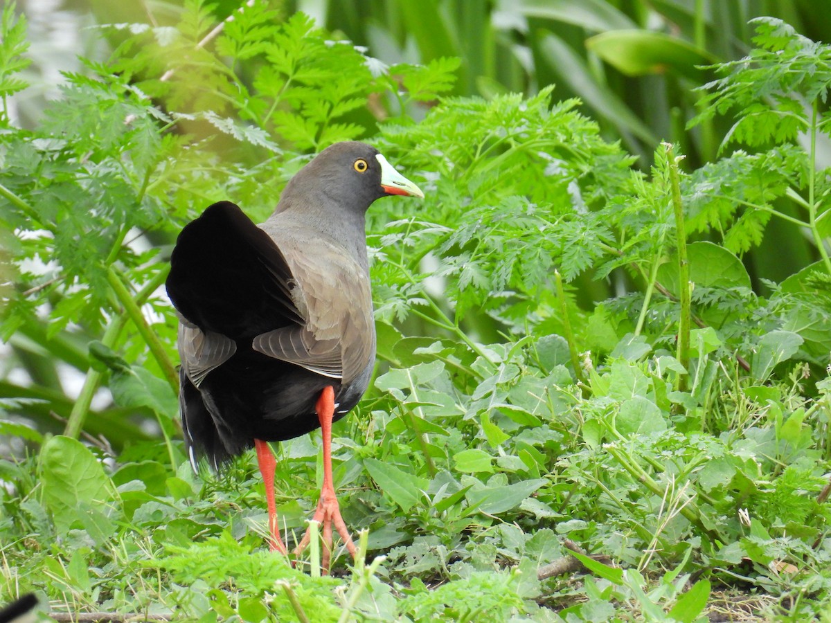 Black-tailed Nativehen - ML643005105