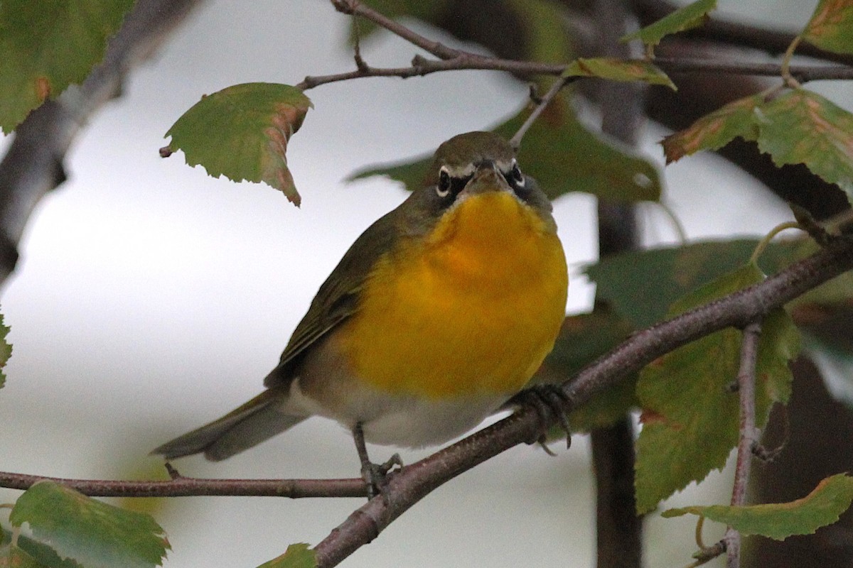 Yellow-breasted Chat - ML643005106