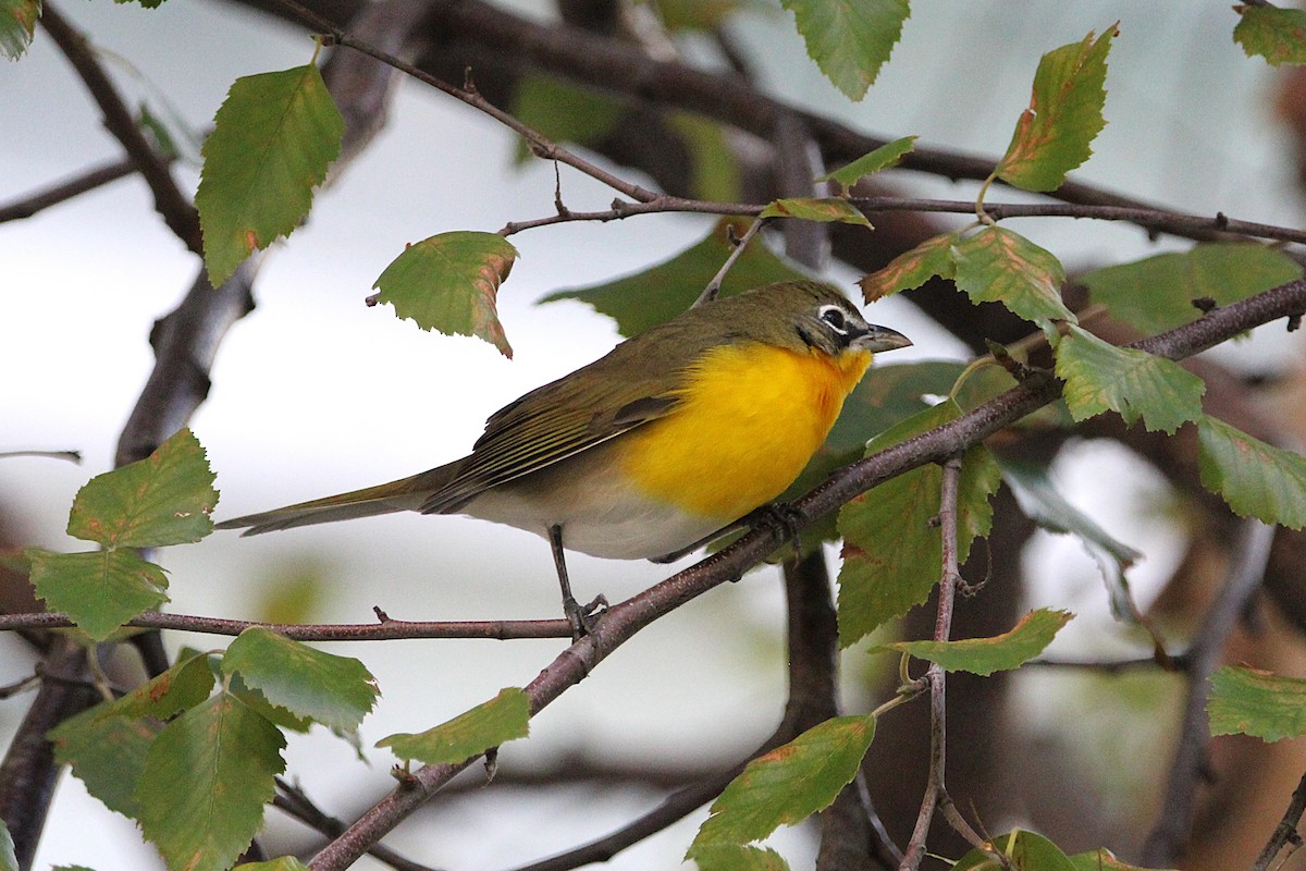 Yellow-breasted Chat - ML643005108