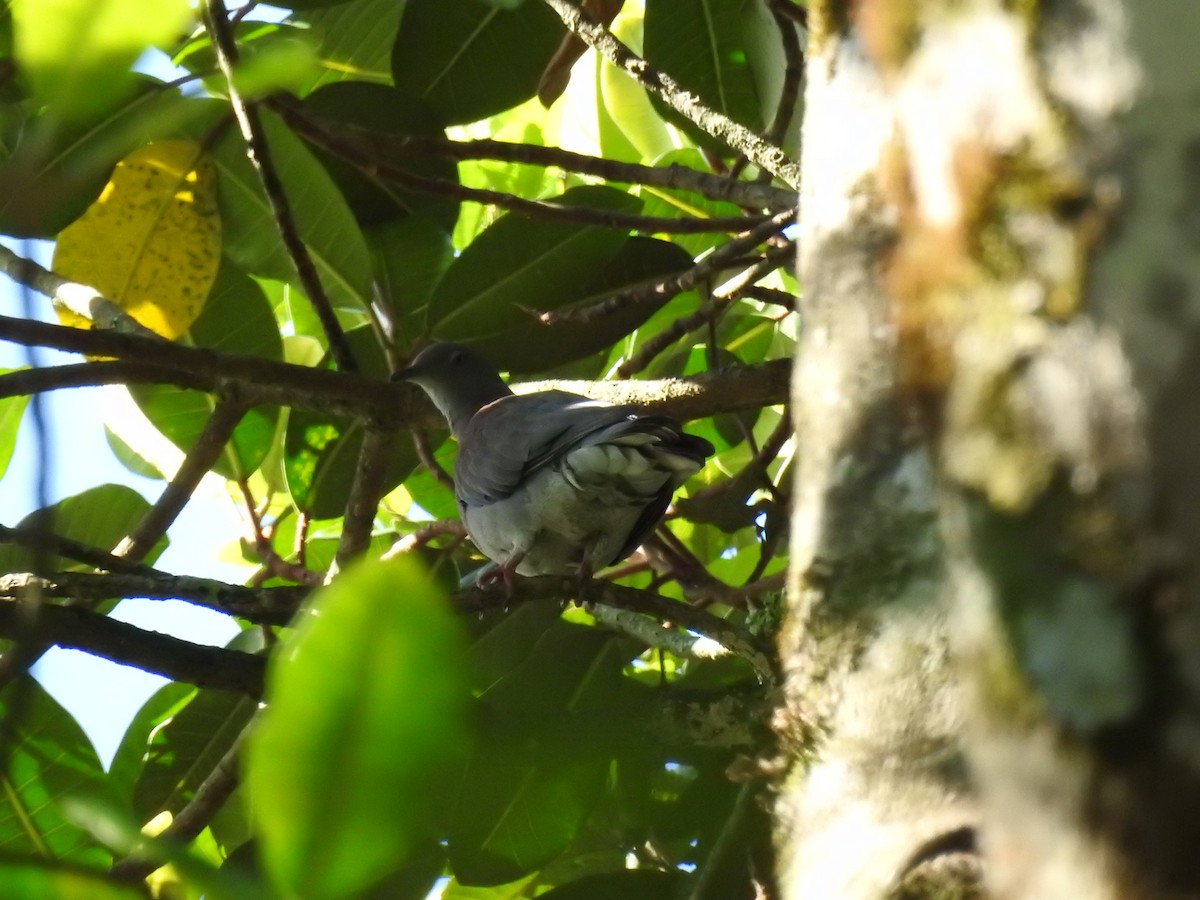 Pale-vented Pigeon - ML643005109