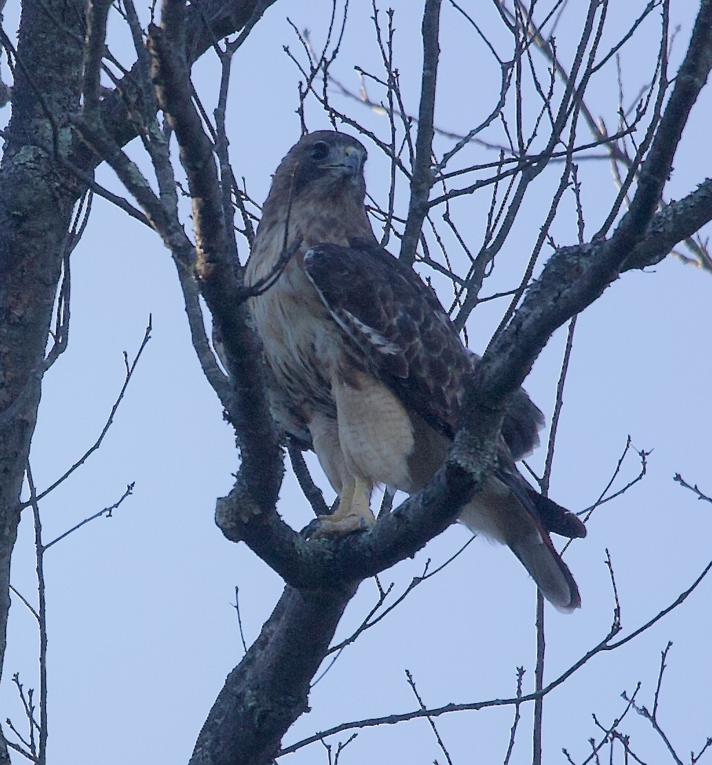 Red-tailed Hawk - ML643005114