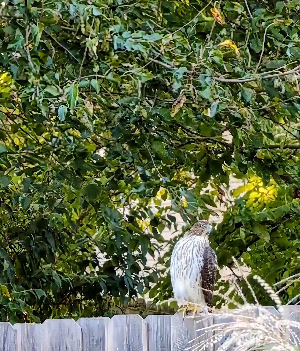 Cooper's Hawk - ML643005117