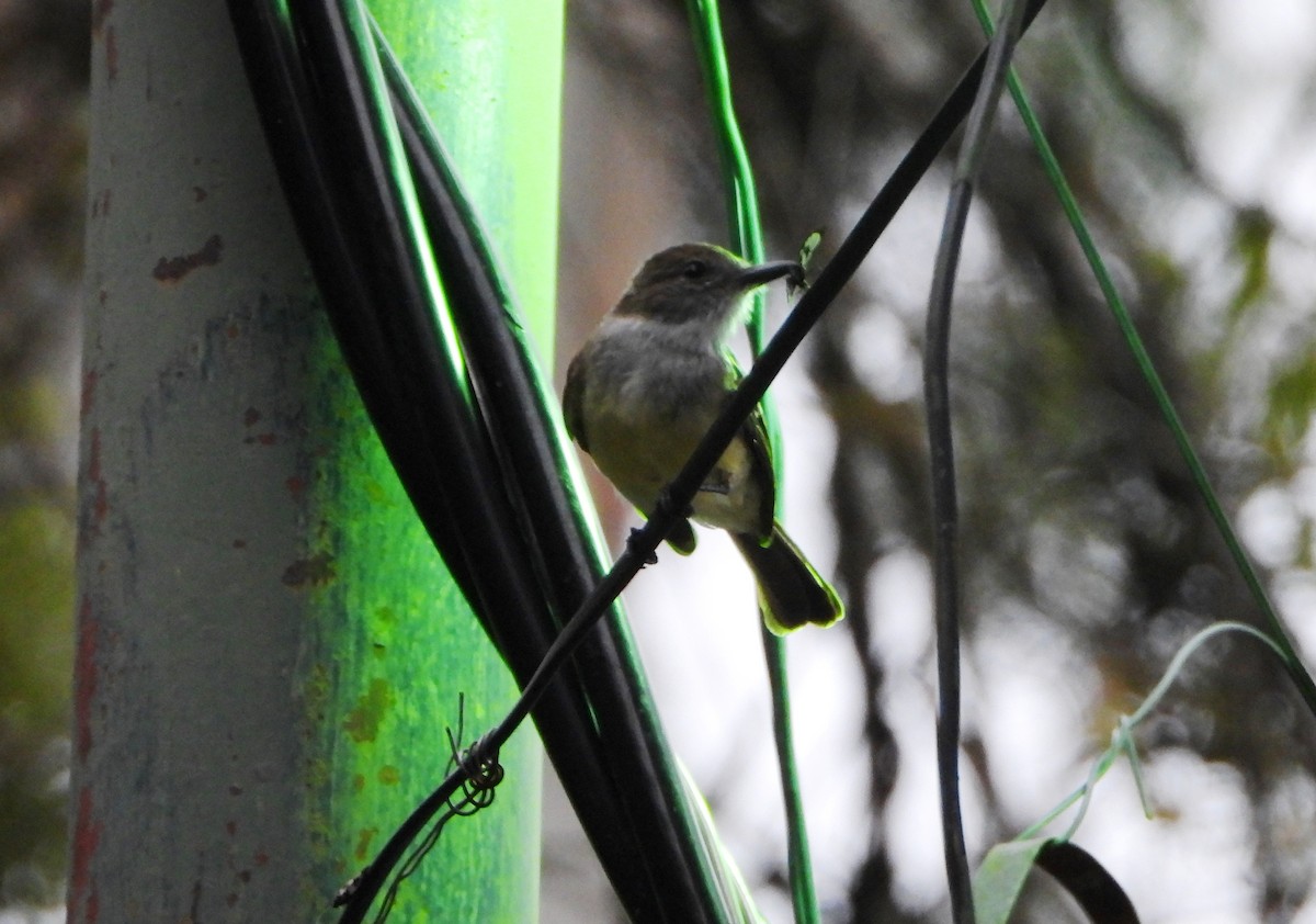 Pale-edged Flycatcher - ML643005125