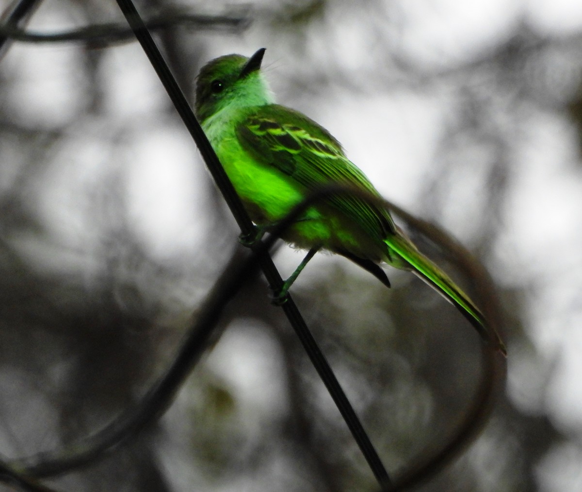 Pale-edged Flycatcher - ML643005126