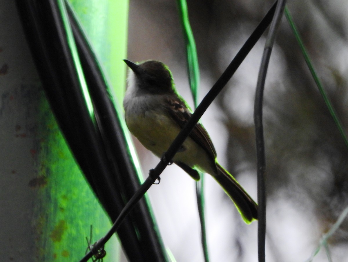 Pale-edged Flycatcher - ML643005127