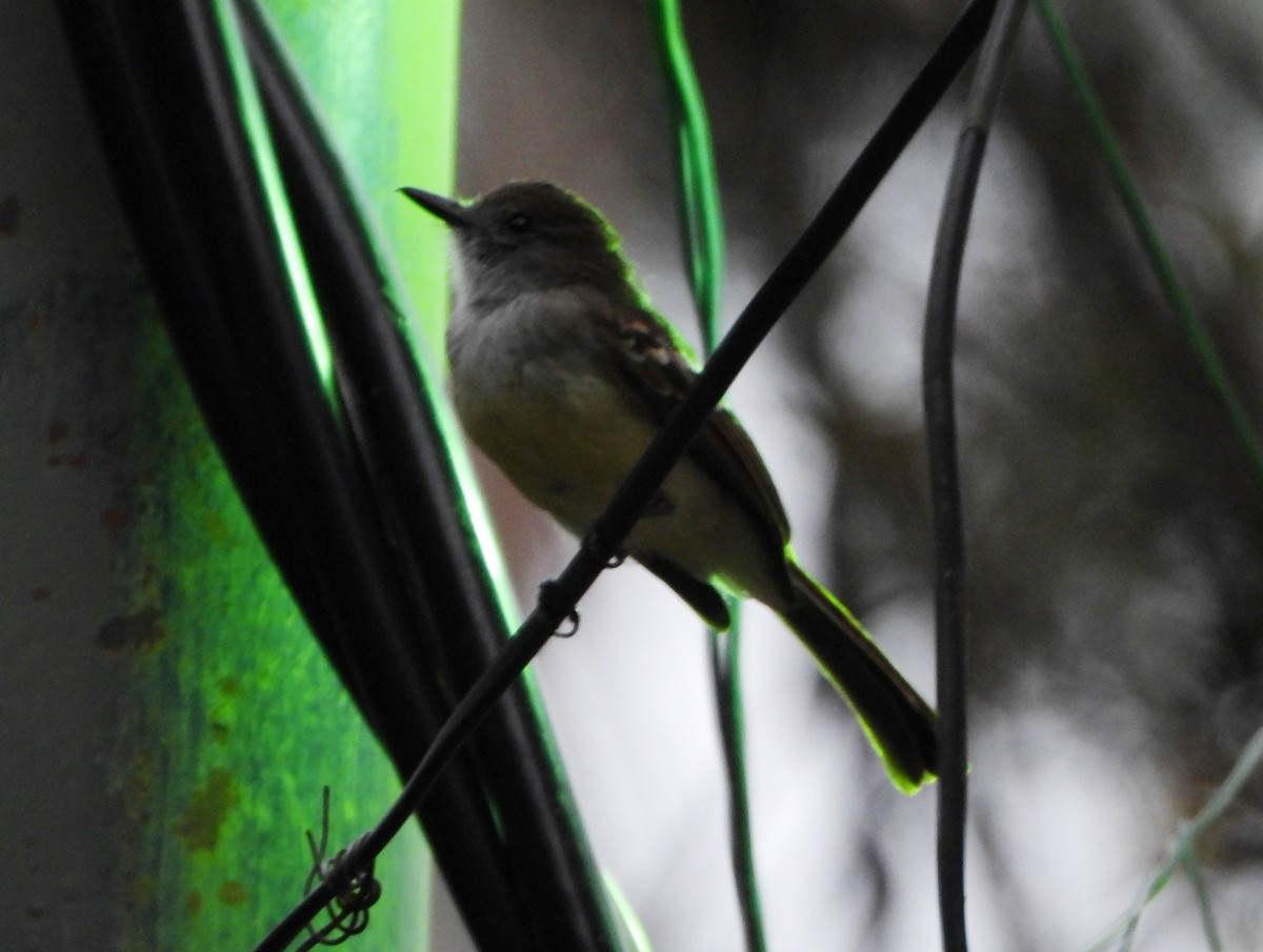 Pale-edged Flycatcher - ML643005128