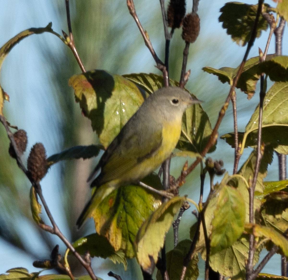 Nashville Warbler - ML643005129