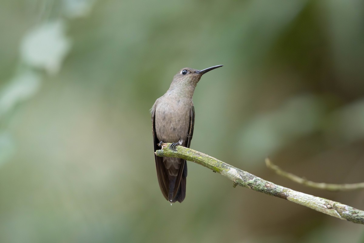 Sombre Hummingbird - ML643005130