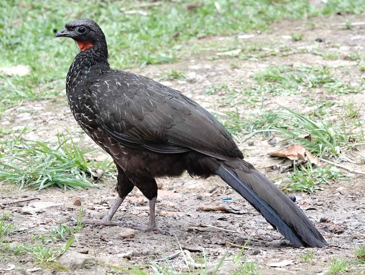 guan tmavonohý - ML643005133