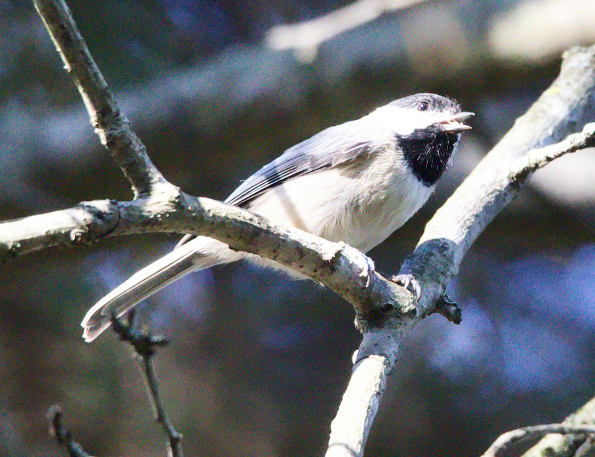 Carolina Chickadee - ML643005134