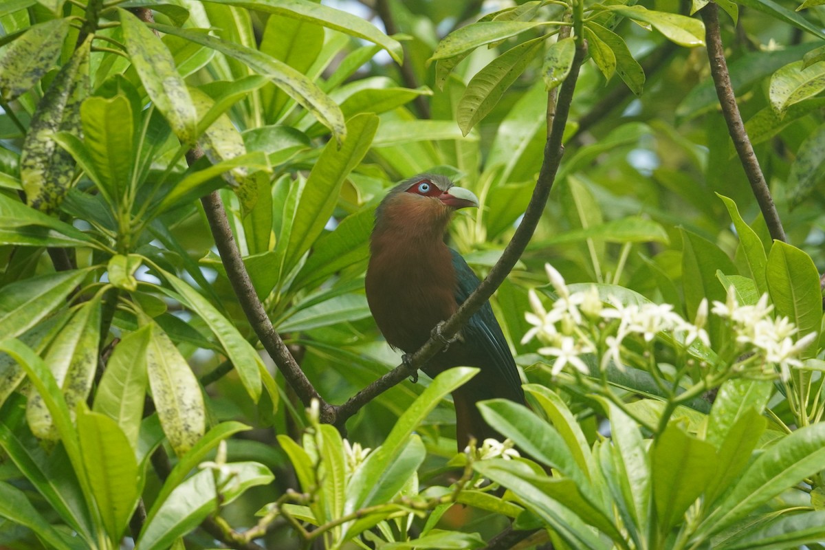 Chestnut-breasted Malkoha - ML643005143