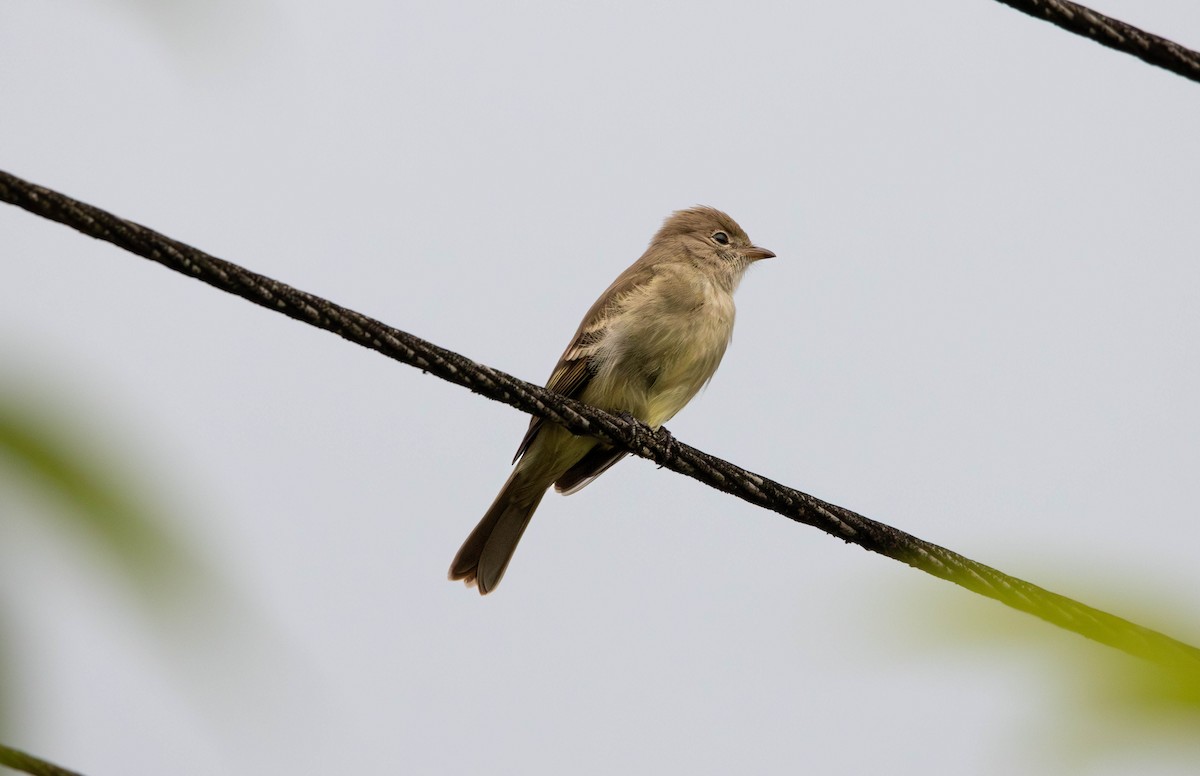 Yellow-bellied Elaenia - ML643005160