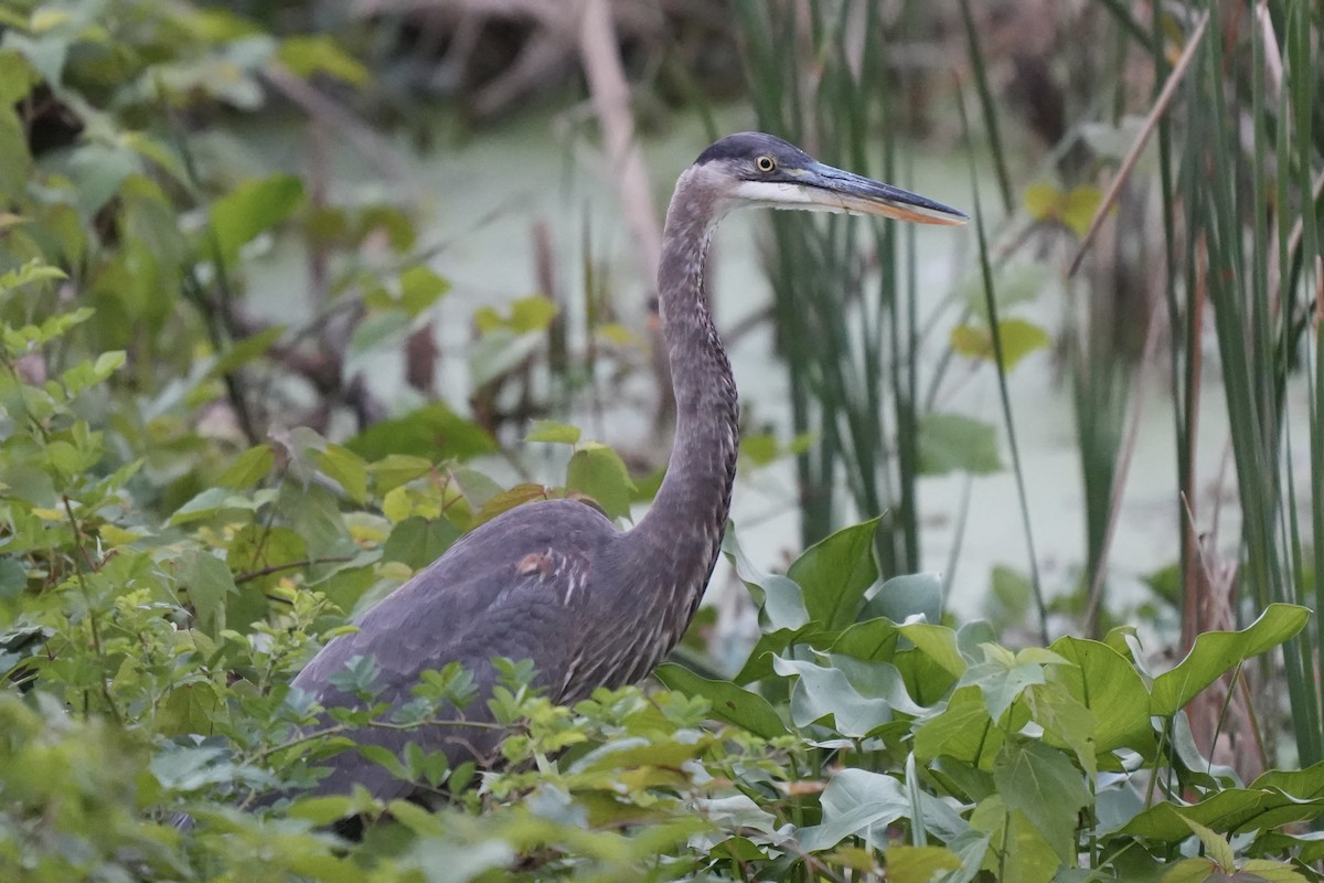 Great Blue Heron - ML643005164